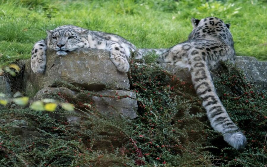 Dublin Zoo Skip-the-line Tickets and Private Transfers