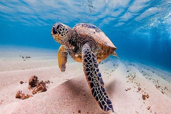 (Duplicate) Oahu Grand Circle Island Tour From the Big Island - Pickup Information