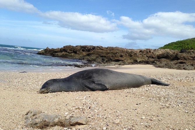 Eco-Adventure Friendly Aloha Island Tour