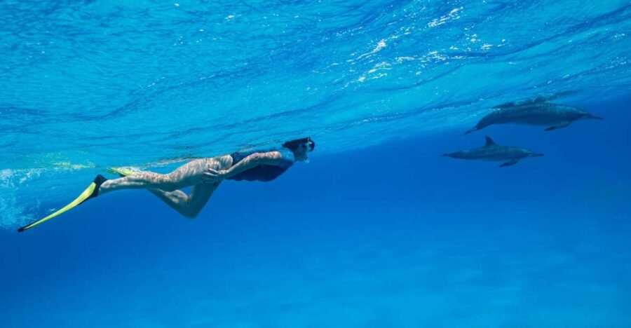 El Gouna: Dolphin Watching Boat Tour With Snorkeling & Lunch