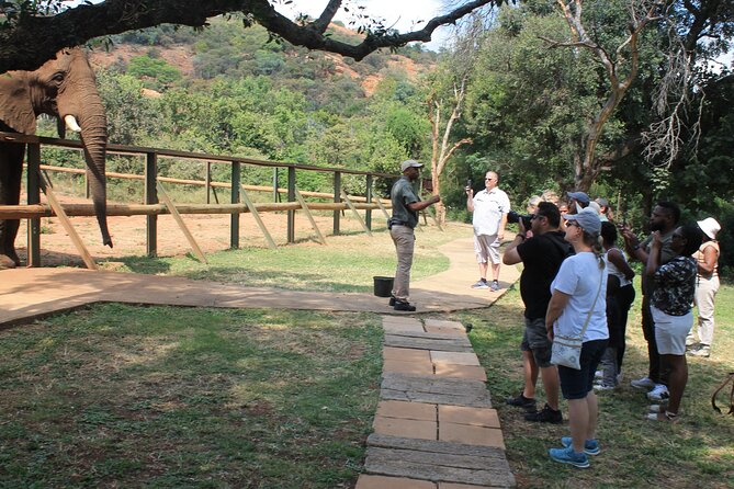 Elephant Sanctuary Tour From Johannesburg