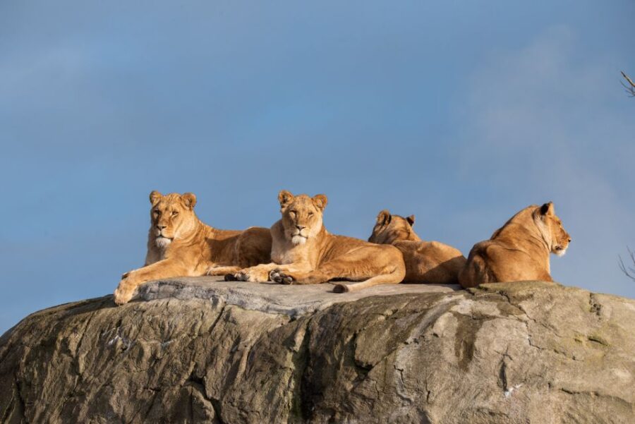 Emmen: Wildlands Adventure Zoo and Rimbula River Boat Ride