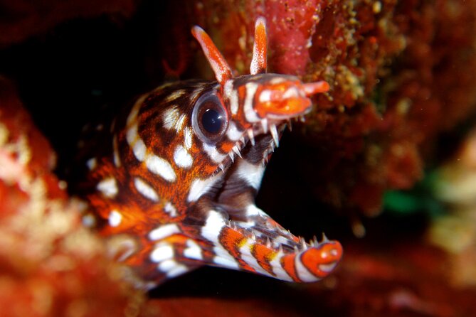 Enjoy Diving in Izu,Discover Scuba Diving for Nondiver.