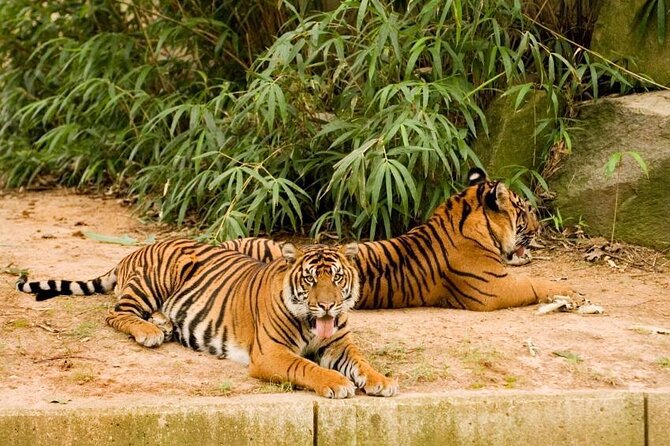 Epic Let's Roam's Scavenger Hunt Washington: Scavenger Hunt at the National Zoo! - Whats Included in the Experience