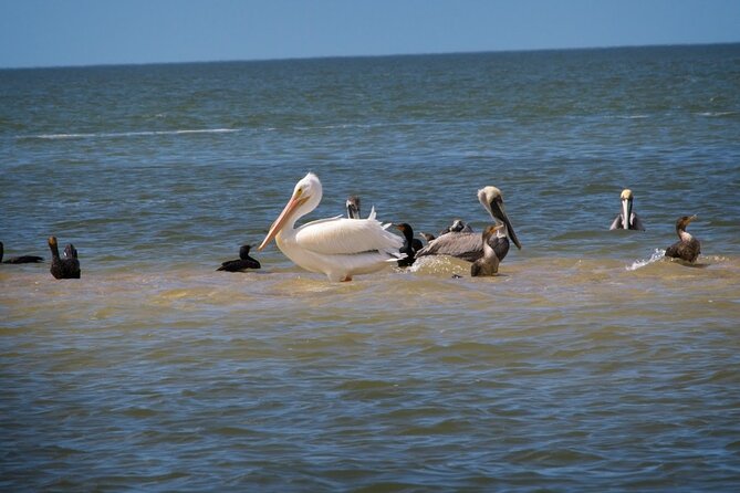 Everglades National Park Tour: Review