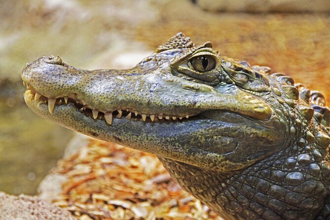 Everglades Tour From Miami 4 Hours With 60MIN Airboat Ride & Free Group Photo