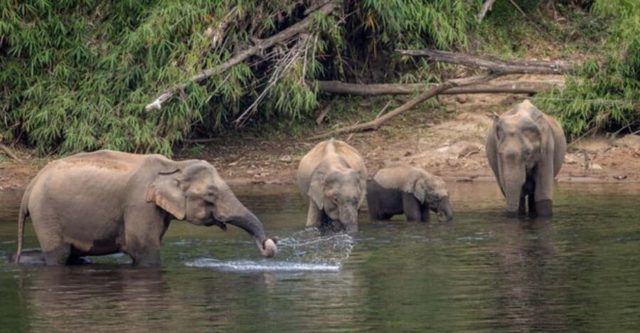 Exclusive Periyar Wildlife Sanctuary Tour(02 Nights/03 Days)