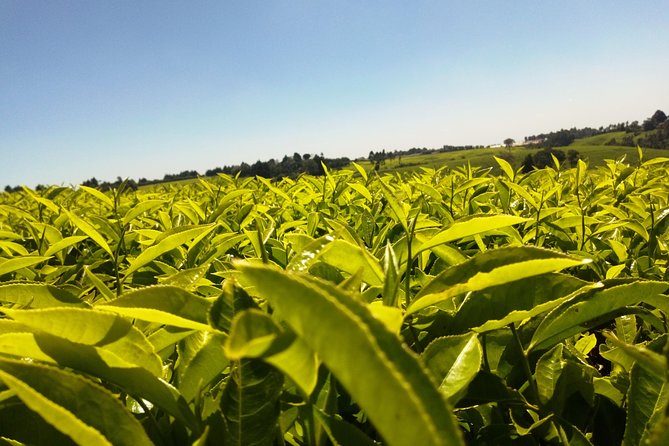 Excursion to Kiambethu Tea Farm