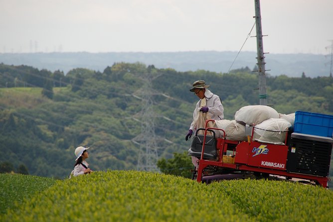 Experience Tea Picking With a Tea Farmer, and Tempura Lunch With Picked Tea Leaves