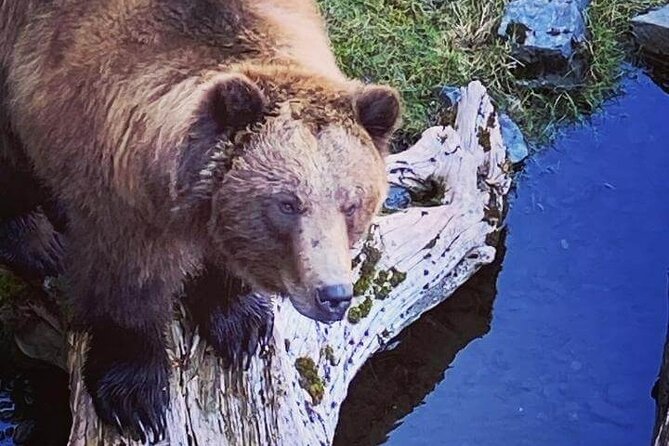 Explore Beyond the Dock: Unforgettable Private Tour in Sitka - Immersive Sitka Adventure