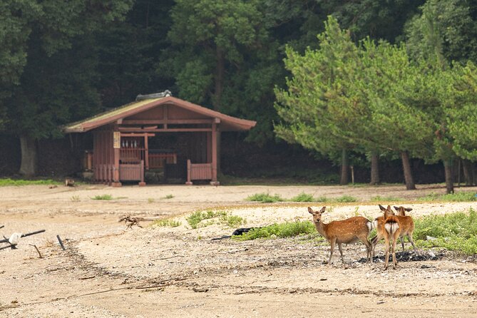 Explore Miyajima Sail From Miyahama Onsen - Overview of the Activity
