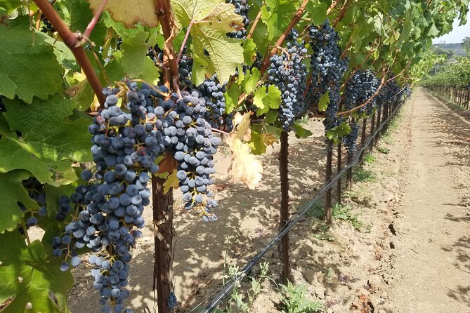 Explore Napa or Sonoma County Vineyards (Based on Your Reference) – 8 Hour Tour