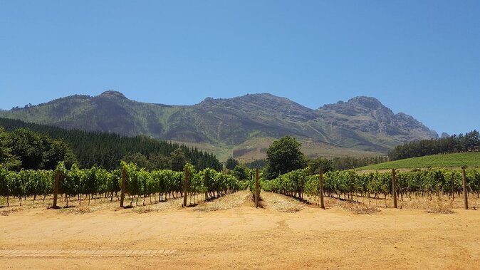 Family Winelands & Wildlife: Stellenbosch and Paarl