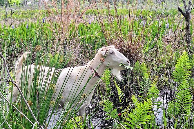 Farm Experience With Ponies, Bunnies, Chickens and Goats - Pricing and Booking Information