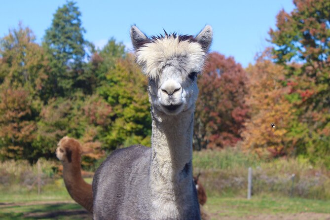 Farm Tour at Clover Brooke Llama/Alpaca/Goat Farm - Meeting Point and Pickup