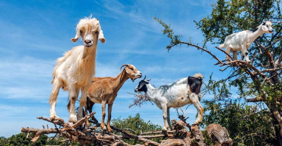 Flying Goats and Agadir Oufella View Experience
