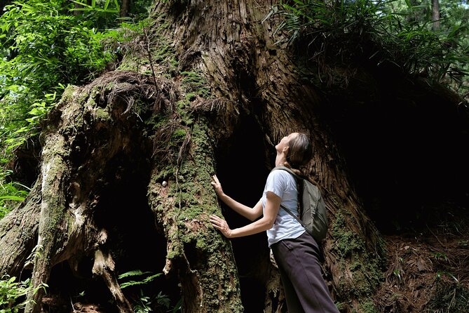 Forest Bathing in Temple and Enjoy Onsen With Healing Power