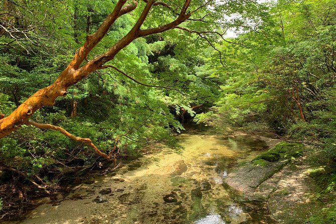 Forest Walk