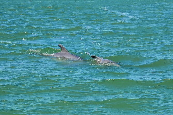 Fort Myers Beach Dolphin & Sightseeing Tour Refreshments Included - Tour Overview