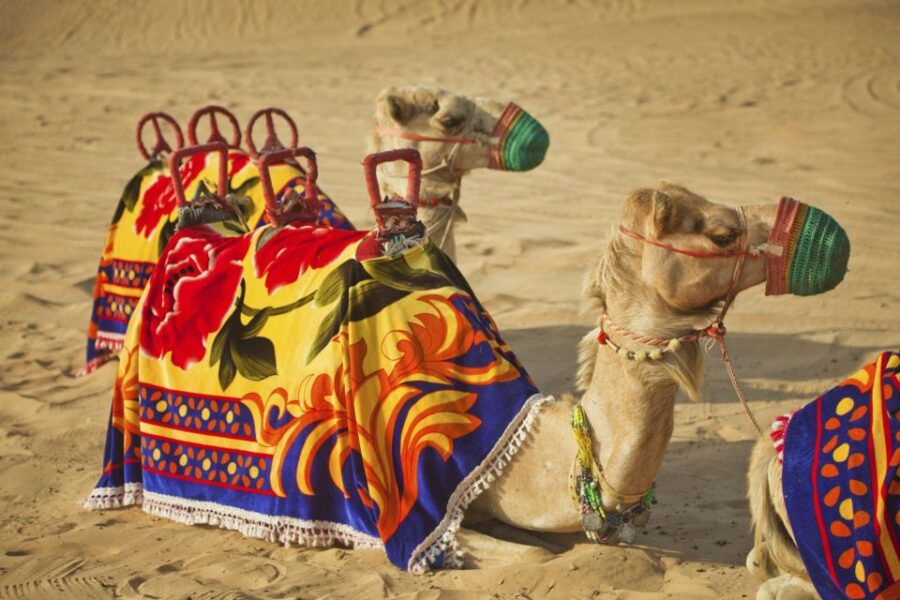 From Agadir or Taghazout: Flamingo River Camel Ride With Tea