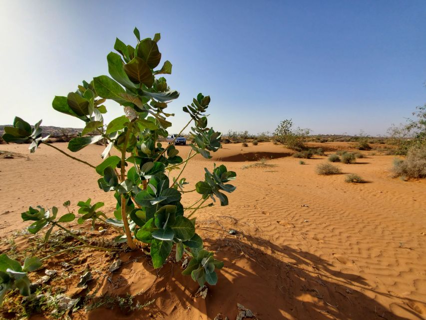 From Agadir: Sahara Desert Day Trip and Camel Ride