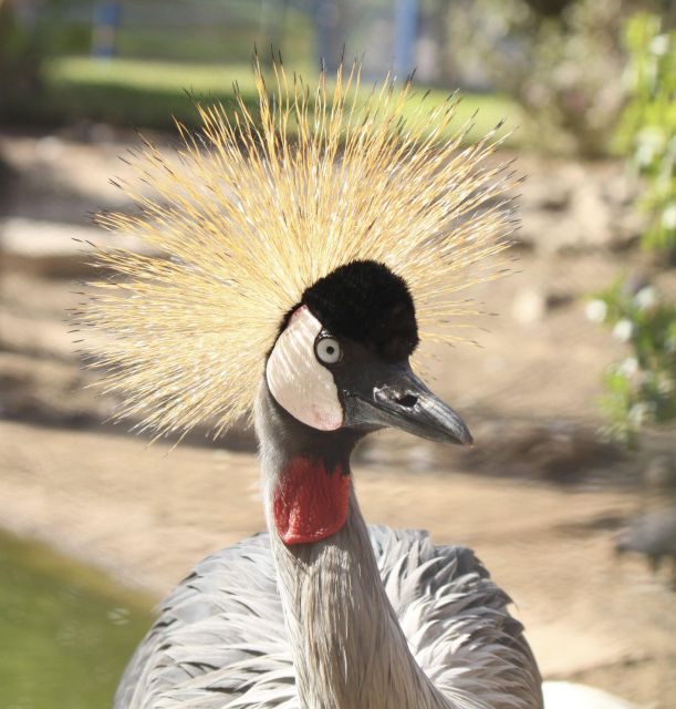 From Agadir: Sous Massa National Park Desert Safari W/Lunch - Tour Overview and Pricing