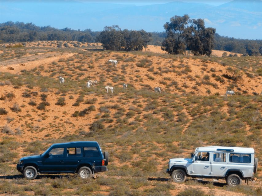 From Agadir: Sous Massa National Park Desert Safari W/Lunch