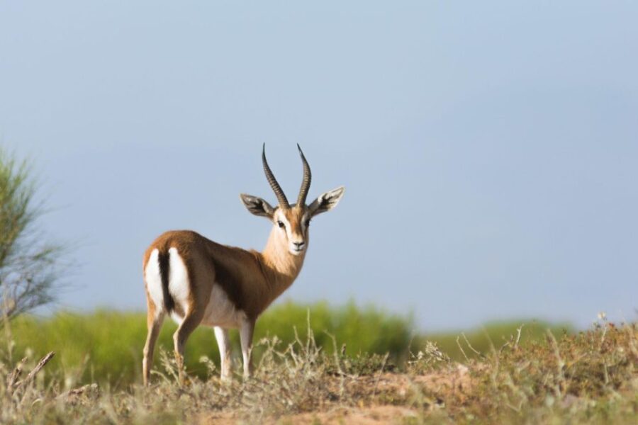 From Agadir: Sous Massa National Park Desert Safari W/Lunch - Explore Sous Massa National Park