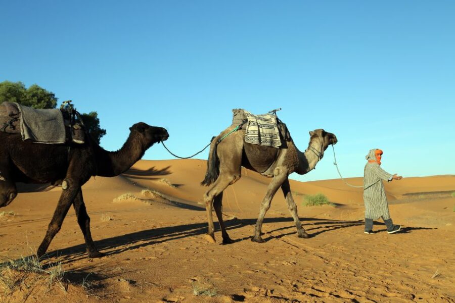 From Agadir/Taghazout: Sahara Sand Dunes With Transfer