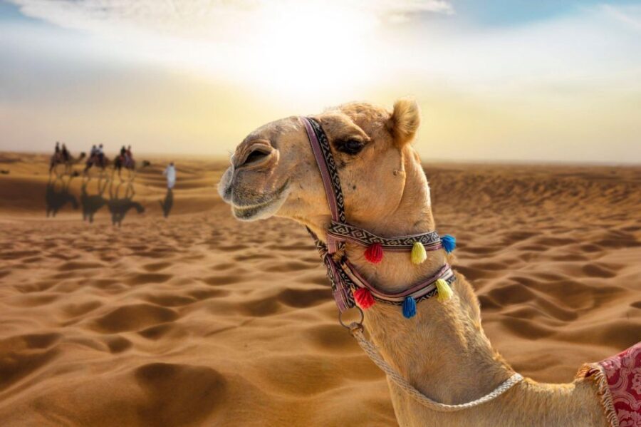 From Agadir/Taghazout: Sahara Sand Dunes With Transfer - Tour Overview