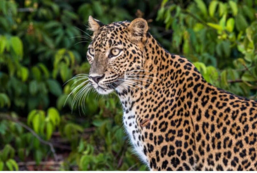 From Anuradhapura: Full Day Wilpattus Wild Wonders -Private