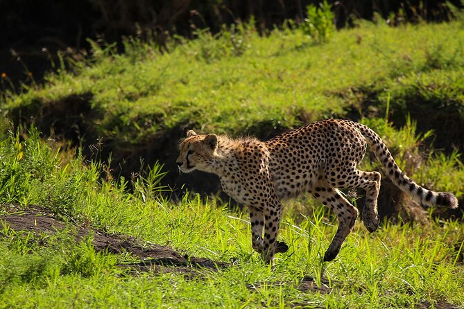 From Arusha : 3 Days Private Safari Tarangire N.P and Serengeti