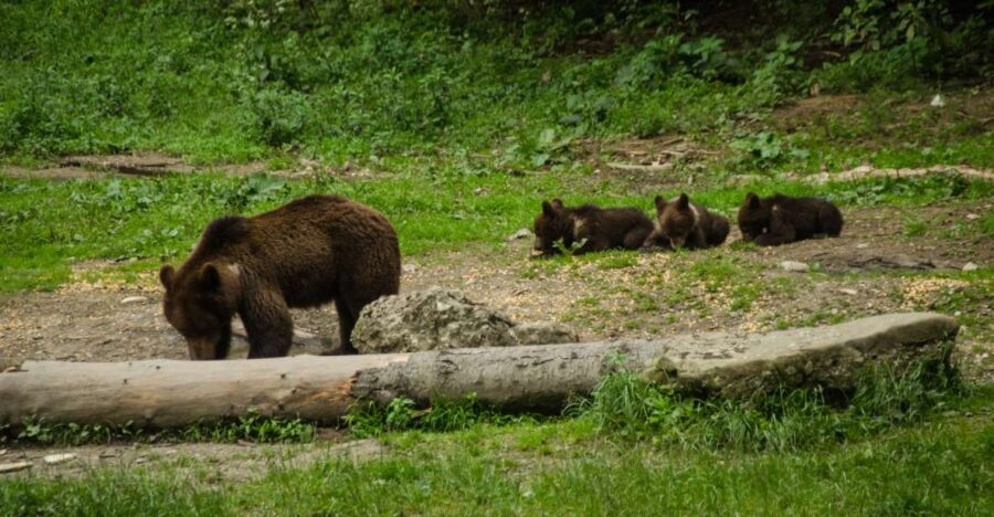 From Brasov: Small-Group Bear Watching Experience