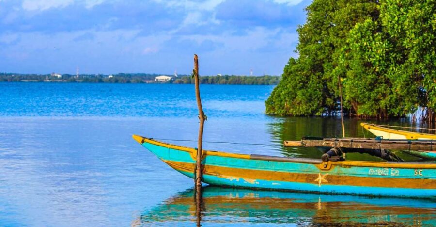 From Colombo/Negombo: Muthurajawela Bird Watching Day Trip