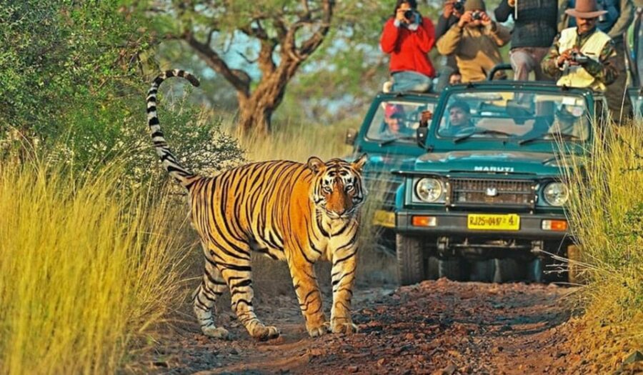 From Delhi : 6 Days Delhi, Jaipur, Agra & Ranthambore By Car