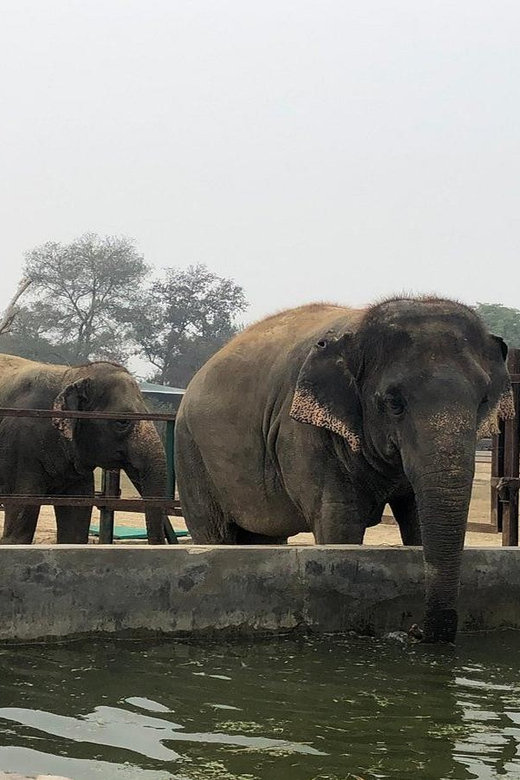 From Delhi : Elephant Conservation and Care Centre -Wildlife