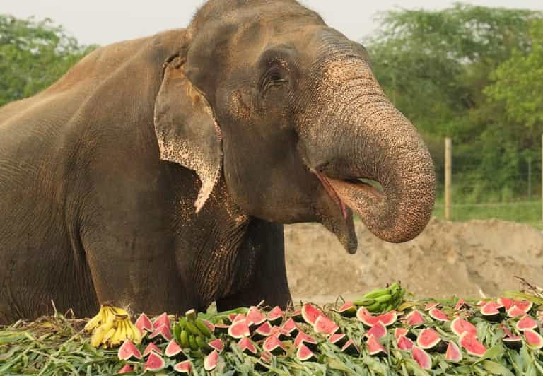 From Delhi: Elephant Conservation and Care Centre -Wildlife