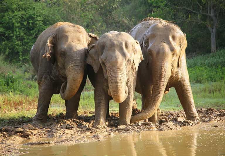 From Delhi : Elephant Conservation and Care Centre -Wildlife