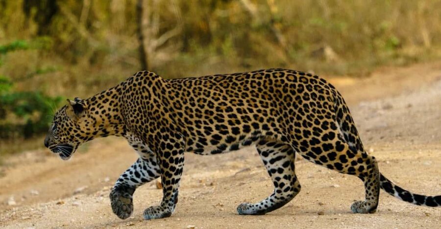 From Ella : Yala National Park 4*4 Leopard Safari Tour