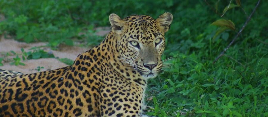 From Ella:Ravana Falls / Diyaluma Falls / Yala National Park - Tour Overview and Pricing