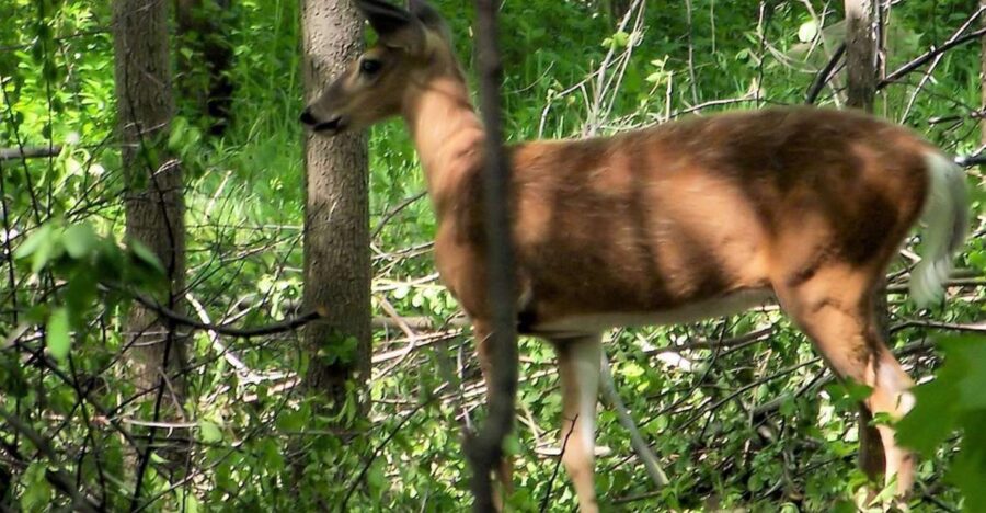 From Fez: Day Trip to Tezzeka National Park - Overview of the Trip
