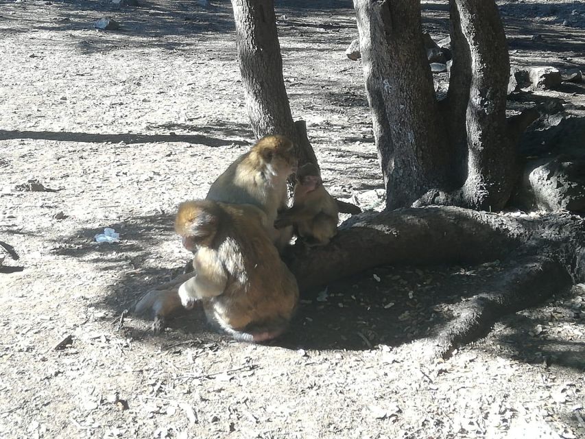From Fez: Day Trip to the Middle Atlas and the Monkey Forest