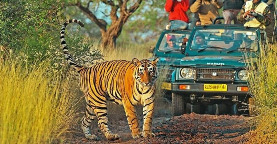 From Jaipur: Private Ranthambore Day Trip With Tiger Safari