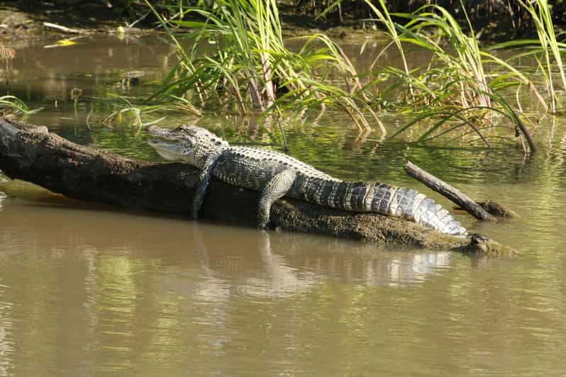 From Western Sri Lanka: South Coast Day Trip With Transfers