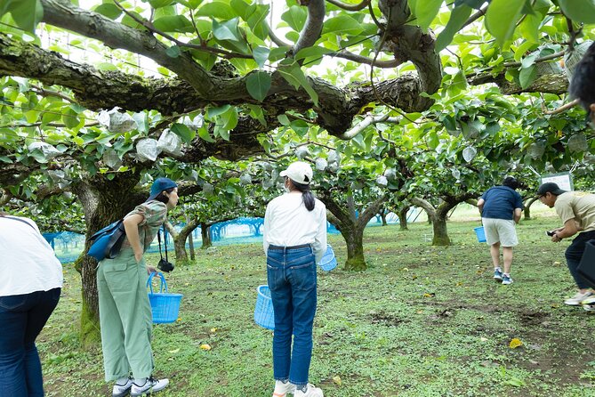 Fruit Farm Dining Experience in Ukiha - Exploring Ukiha and Its Fruit Farms