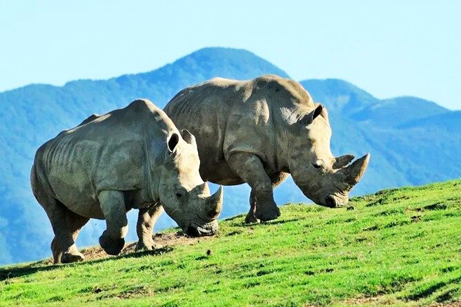 Fukuoka Day Trip to Yufuin, Beppu Hell Onsen and Animal Park - Tour Overview