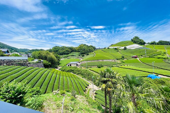 Full Day 7hr Private Van True Hidden Kyoto Matcha Farm Experience