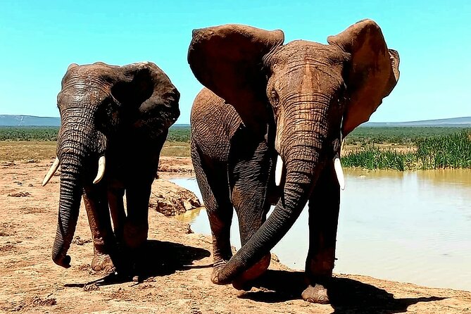 Full Day Addo Elephant National Park Safari