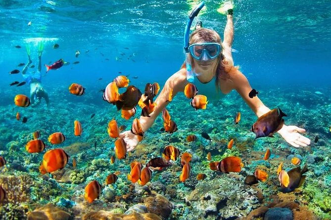 Full Day All Inclusive Sail & Snorkel With Turtles in Rose Island