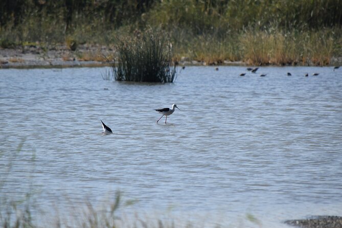 Full-Day Bird Watching Private Experience at Fayoum